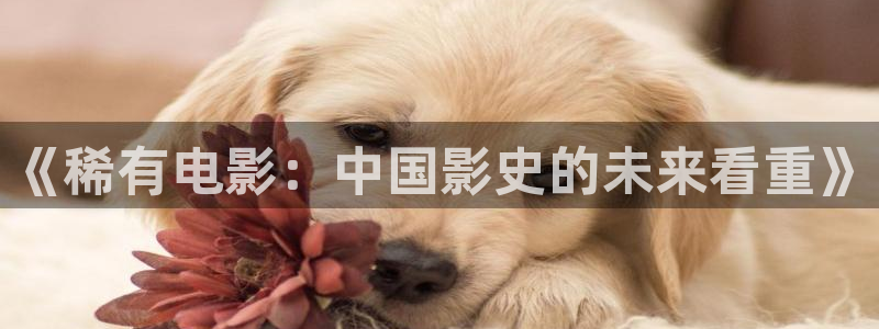 午夜理论电影在线看