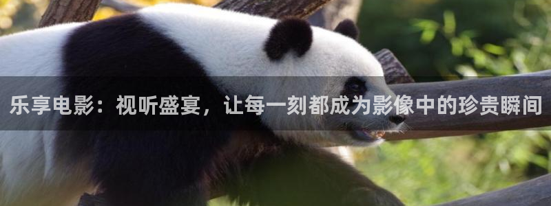 理论午夜电影在线观看